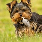 Yorkshire Terrier Judi