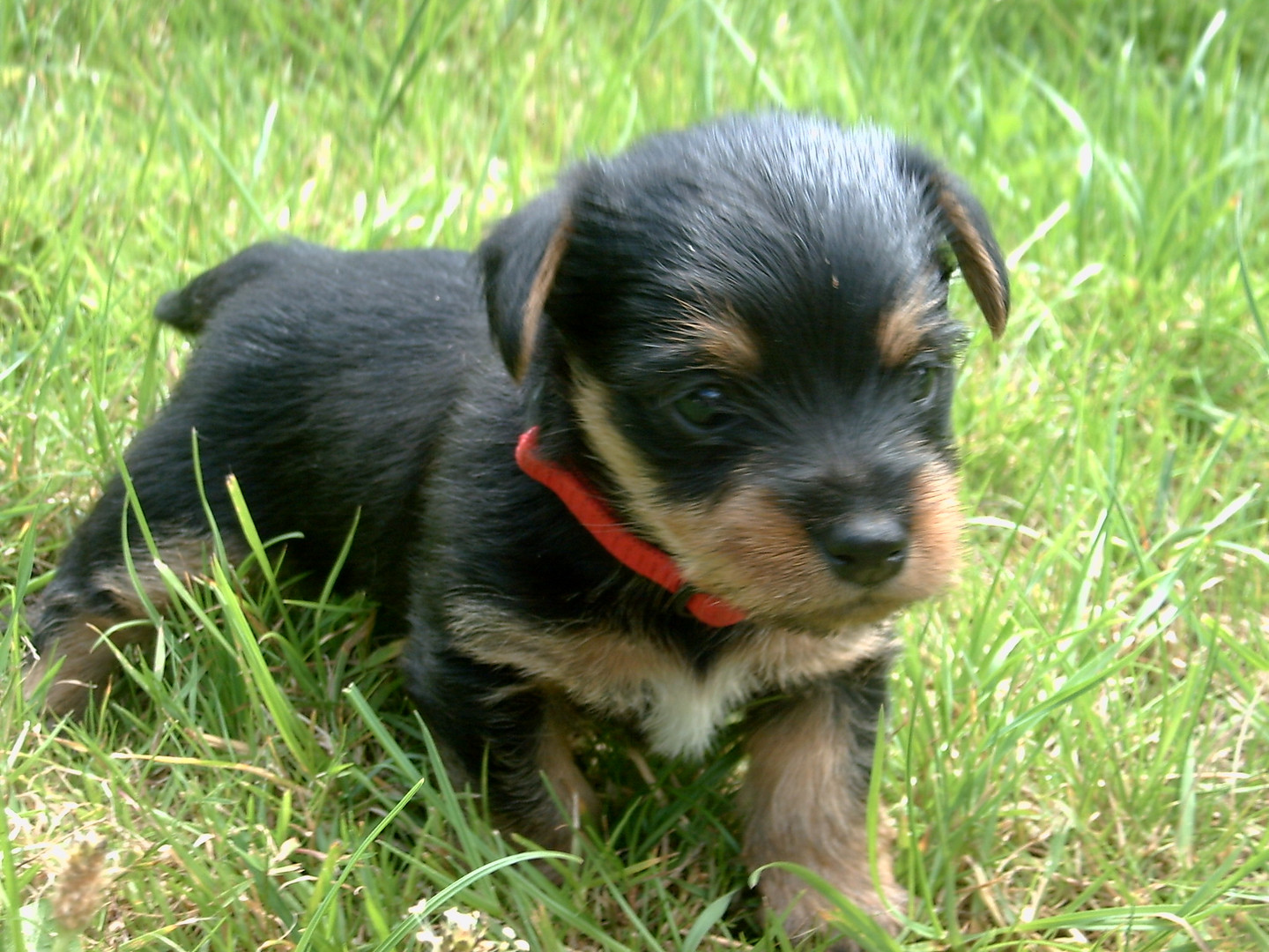 Yorkshire-Terrier Mädchen