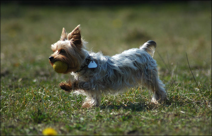 Yorkshire Terrier Nickie