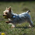 Yorkshire Terrier Nickie