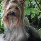 Yorkshire Terrier - Rüde