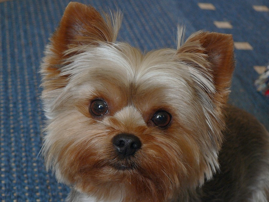 Yorkshire-Terrier Sari