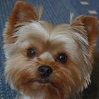 Yorkshire-Terrier Sari