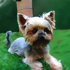 yorkshire terrier Smudge Painting