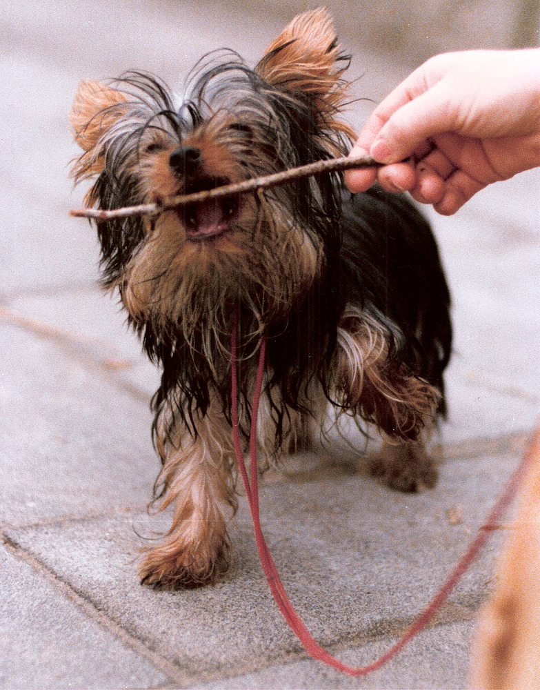 Yorkshire Terrier - Was für andere ein Stock ist, ist für mich ein Stöckchen