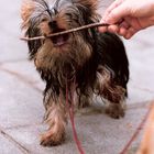 Yorkshire Terrier - Was für andere ein Stock ist, ist für mich ein Stöckchen