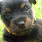 Yorkshire-Terrier Welpe