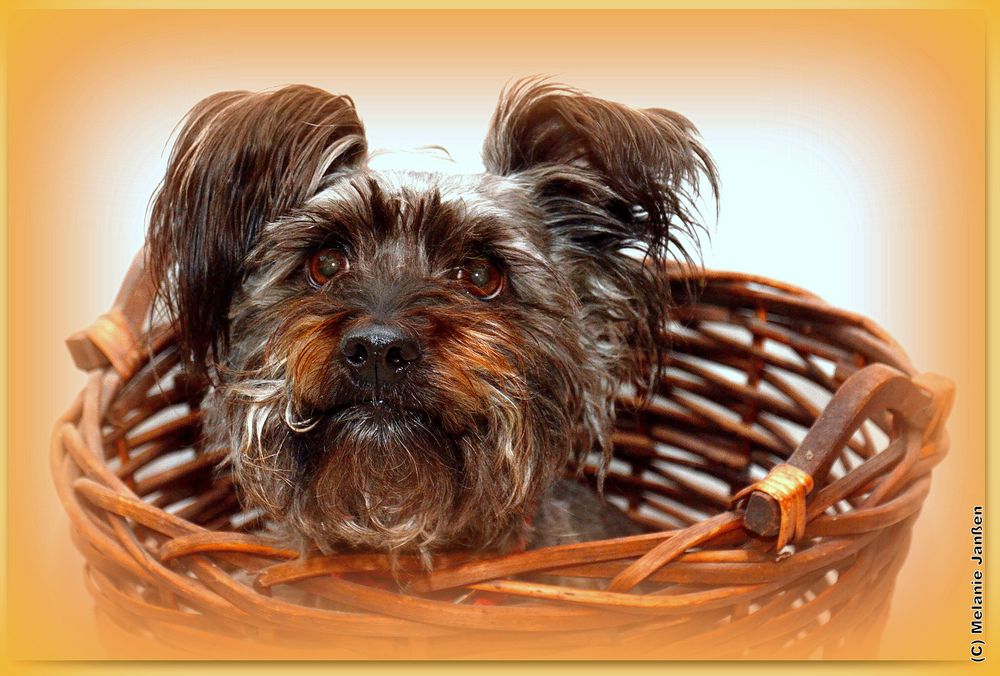 Yorkshire Terrier x JackRusselTerrier Mix Foto & Bild hund, natur, korb Bilder auf