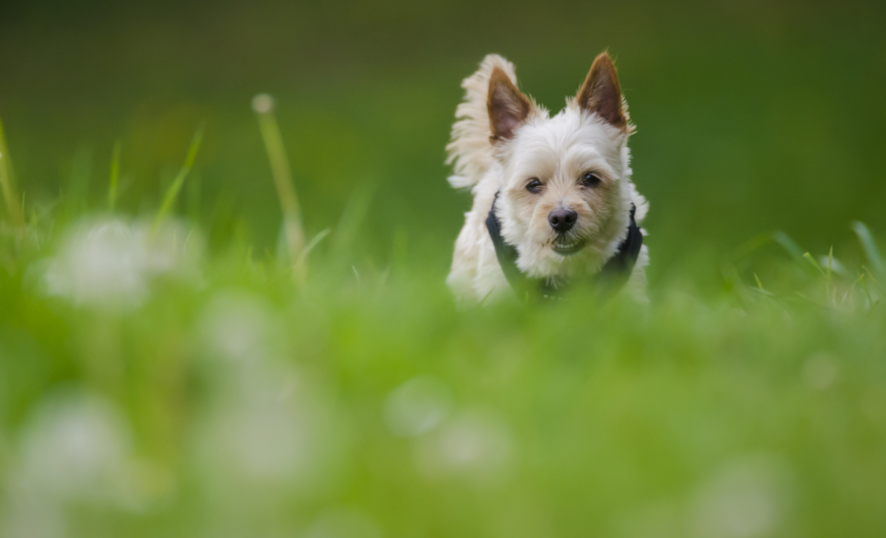 Yorkshireterrier