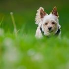 Yorkshireterrier