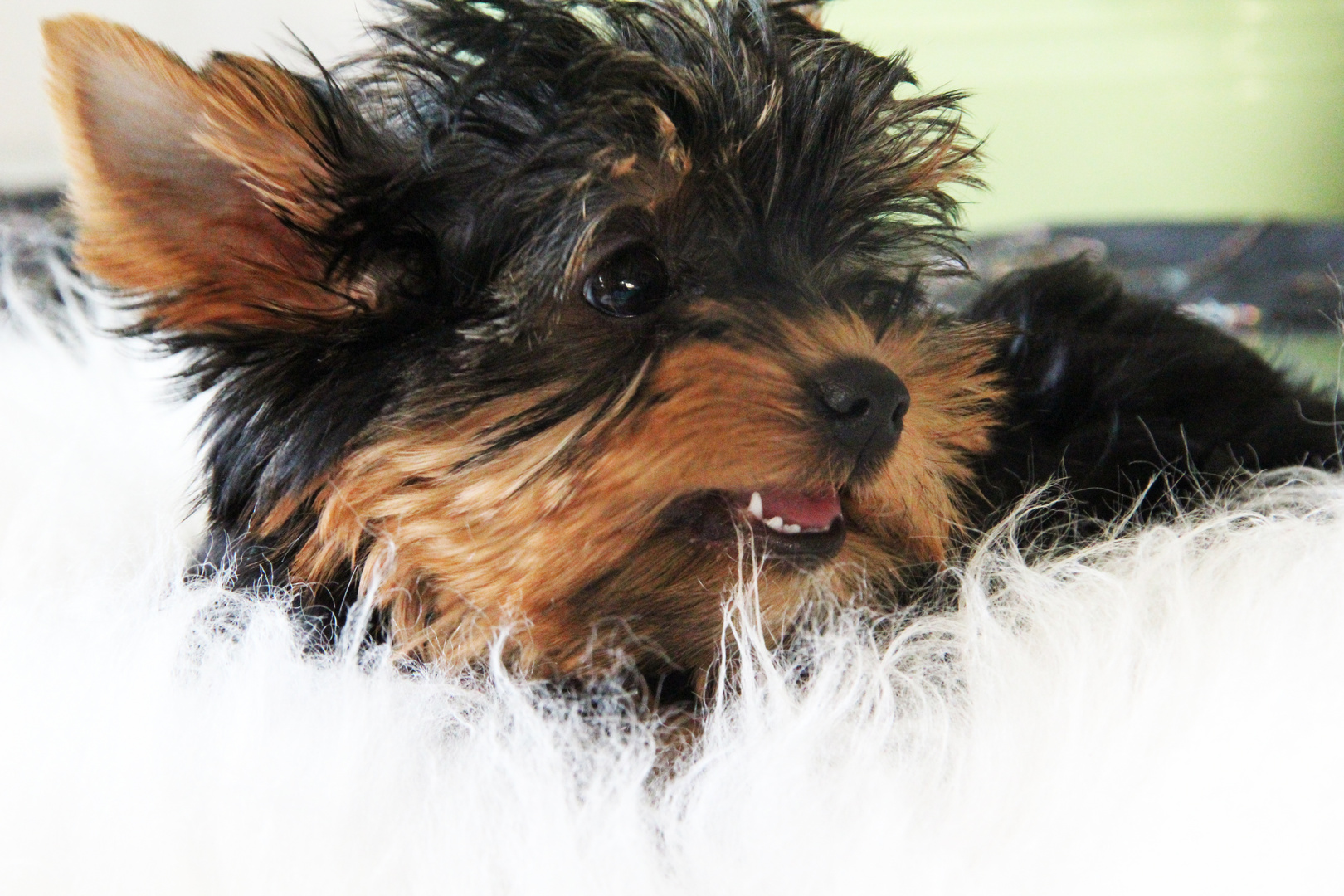 Yorkshireterrier