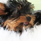 Yorkshireterrier