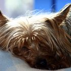 Yorkshireterrier Benny beim Nickerchen!