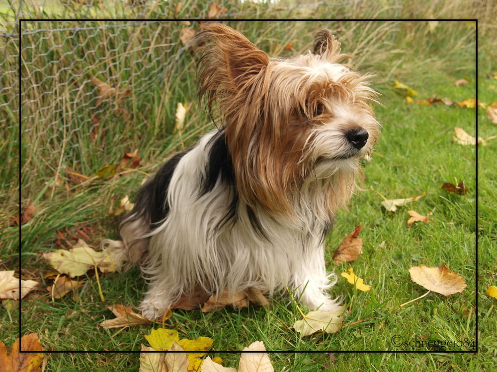 Yorkshireterrier Nick