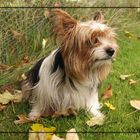 Yorkshireterrier Nick