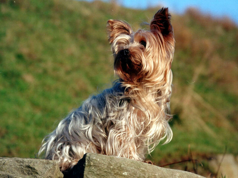 Yorkshireterrier "Sally"