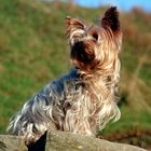 Yorkshireterrier "Sally"