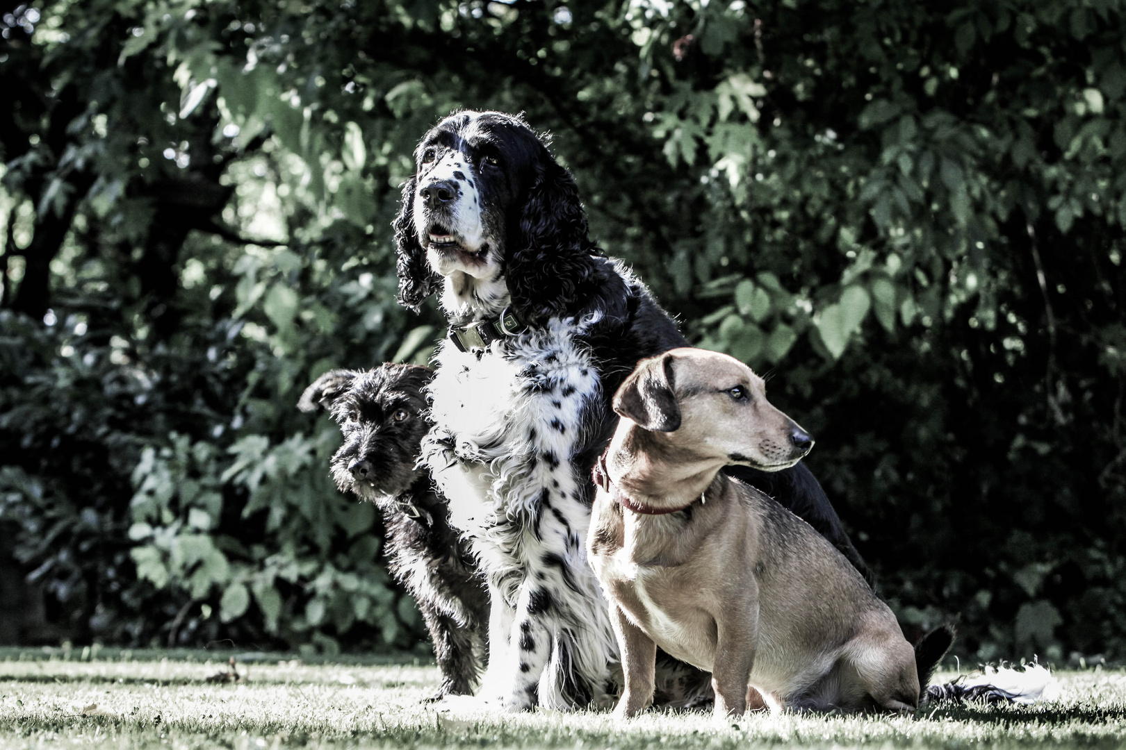 Yoschi, Hampus & Vitus