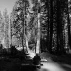 Yosemite Campground