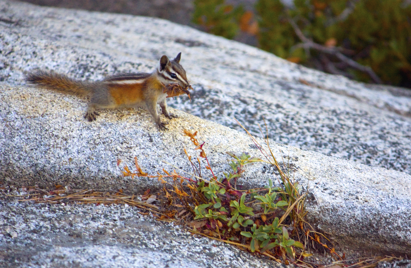 Yosemite Chipmunk