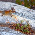 Yosemite Chipmunk