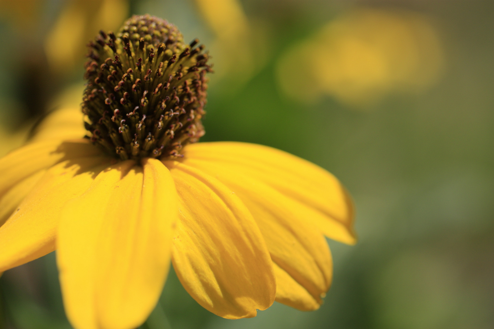 Yosemite Daisy