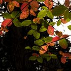 Yosemite Herbstfarben