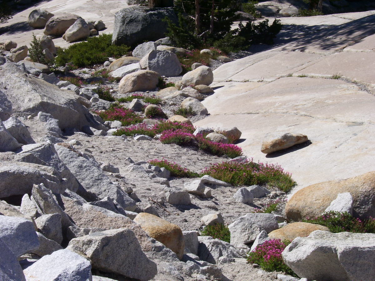 Yosemite National Park 2