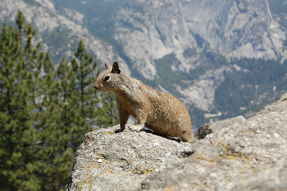 Yosemite National Park Foto & Bild tiere, wildlife, wildlife