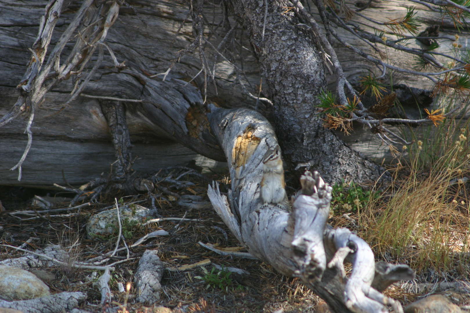 Yosemite NP