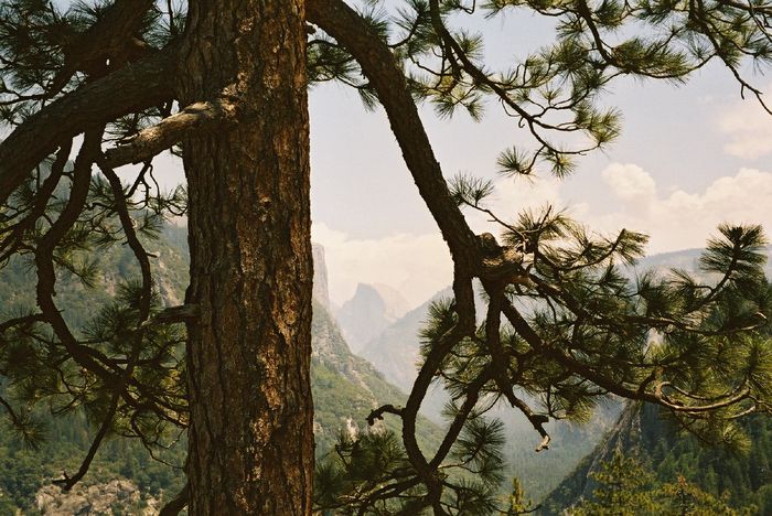 Yosemite NP