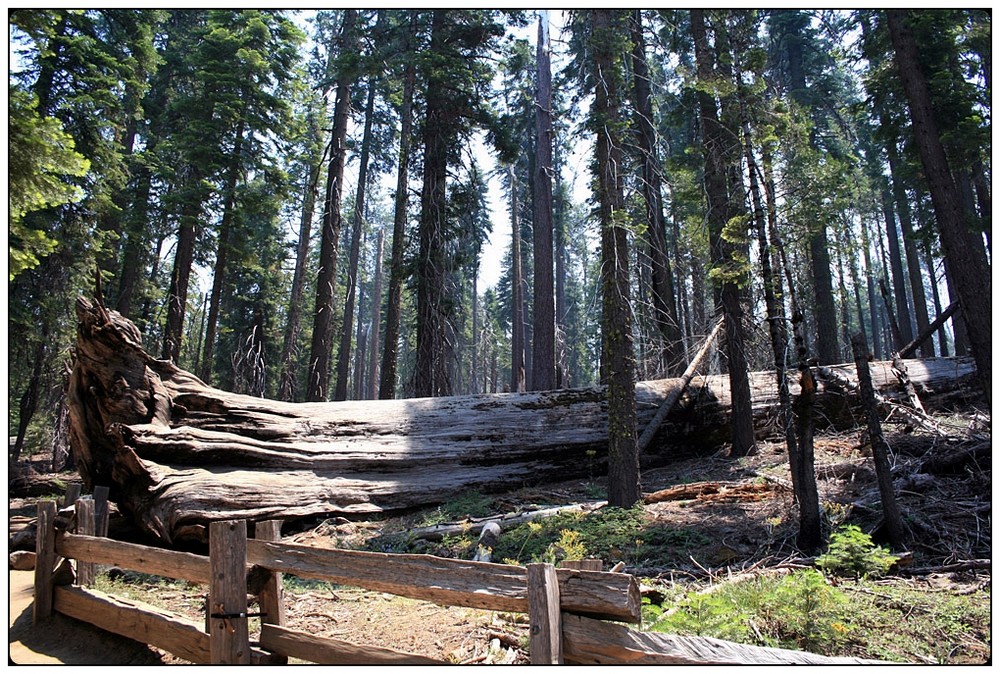 Yosemite NP I - und ich lieg da so rum