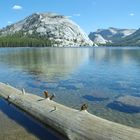 Yosemite NP / Tenaya Lake