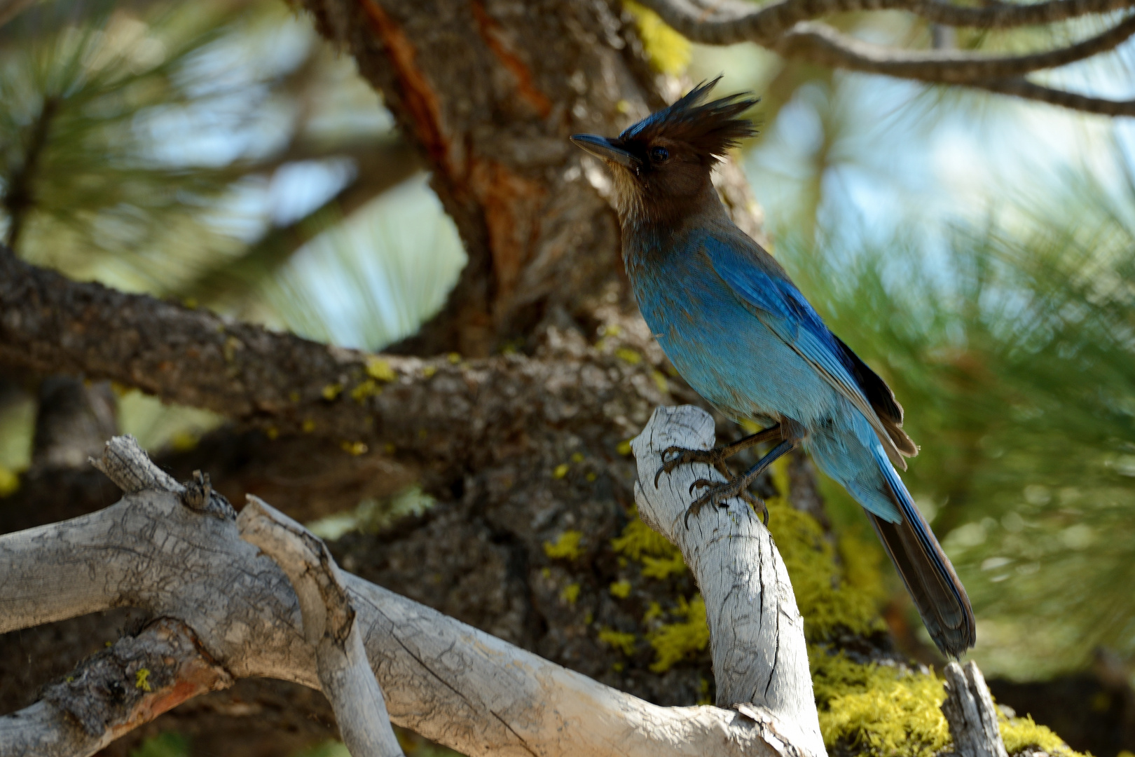 Yosemite: Schöne Vögel