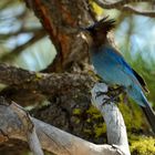 Yosemite: Schöne Vögel