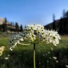 Yosemite yarrow