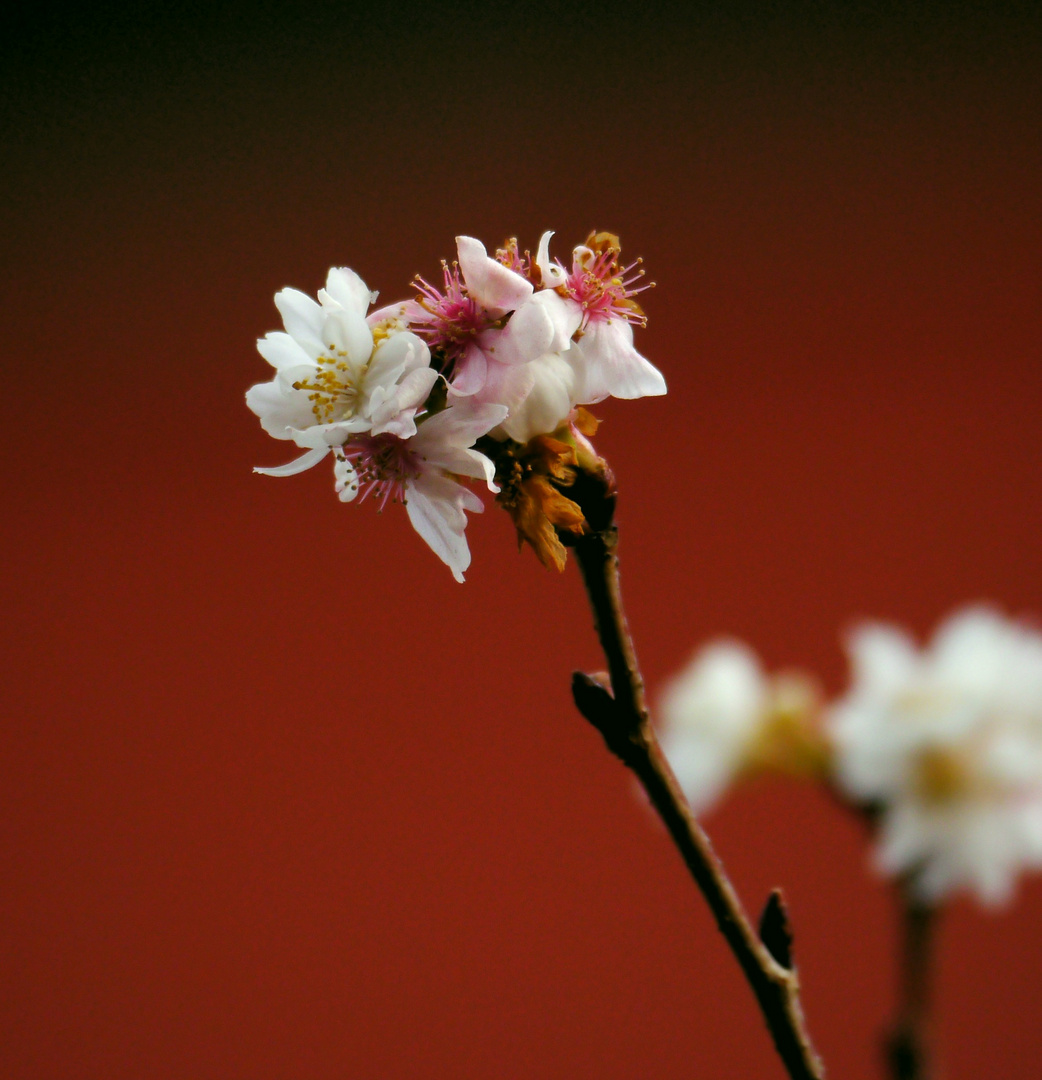 Yoshino - Kirschblüten ... (1)