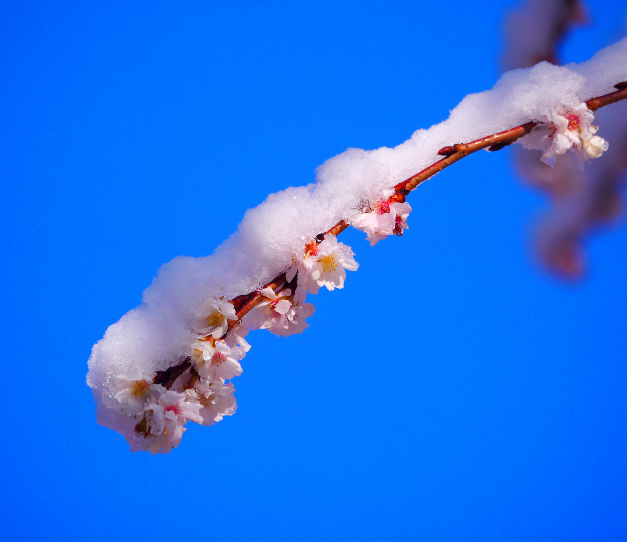 Yoshino - Kirschblüten ... (2)