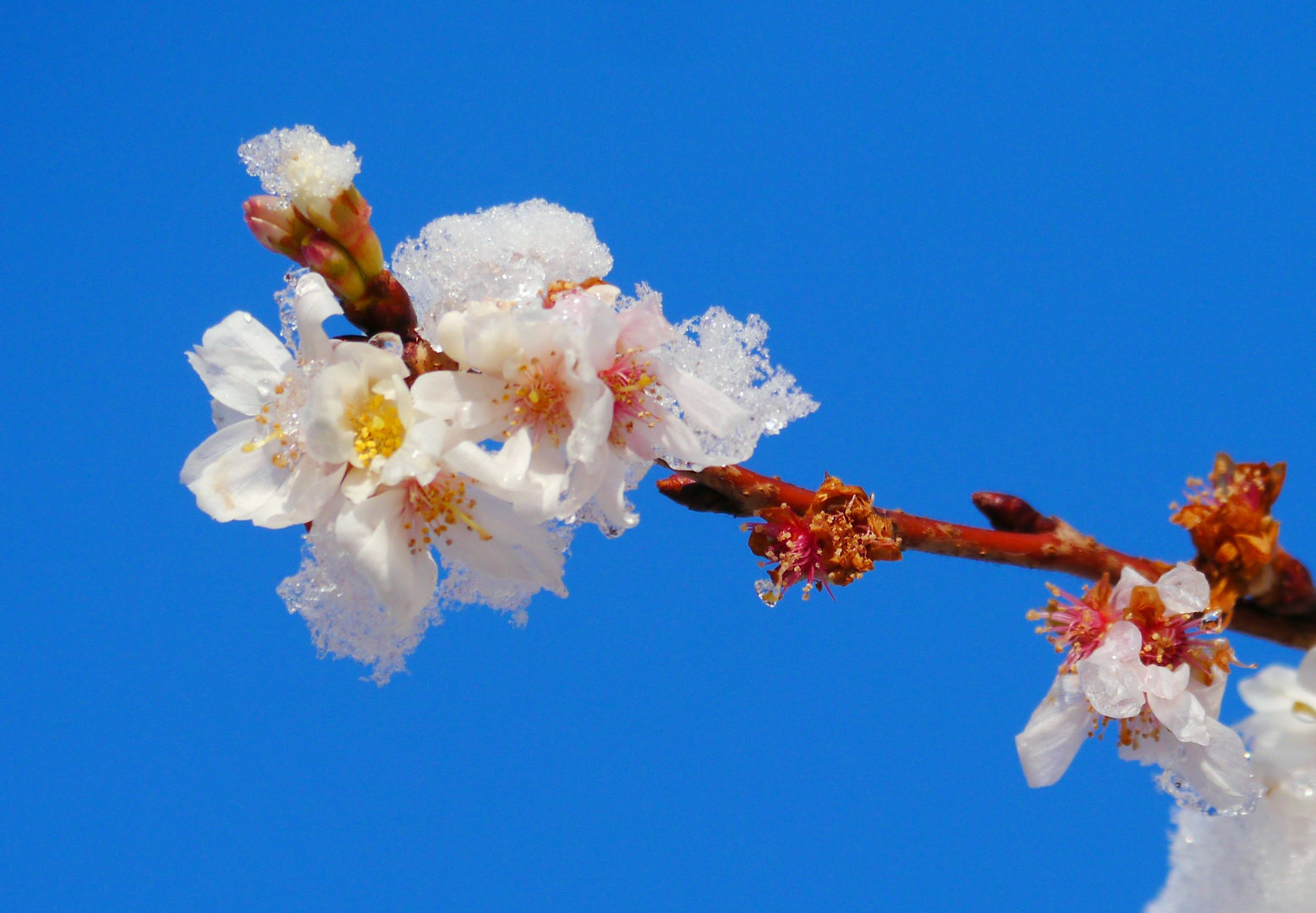 Yoshino - Kirschblüten ... (3)