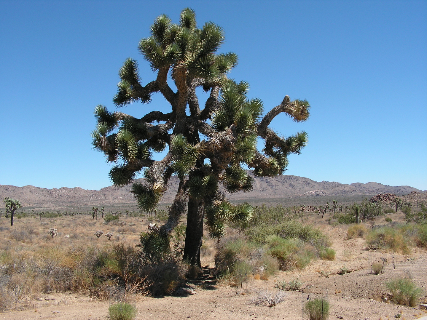 Yoshua Tree National Park, California