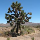 Yoshua Tree National Park, California