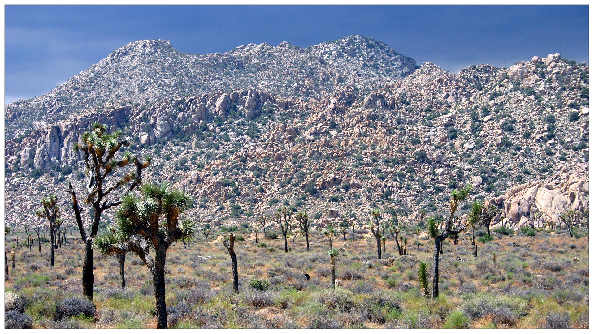 Yoshua Tree National Park III, California