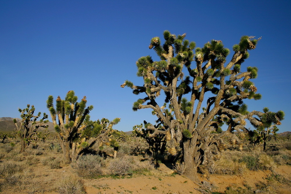 Yoshua Trees in der Mojave Wüste