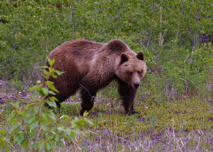 You are in bear country...