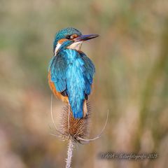 You are so beautiful..!