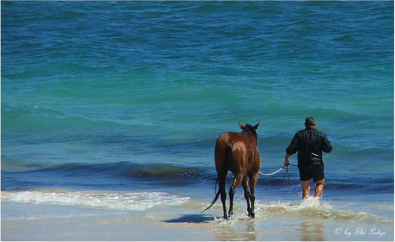 * you can lead a horse to the water but you cant make it drink * Foto