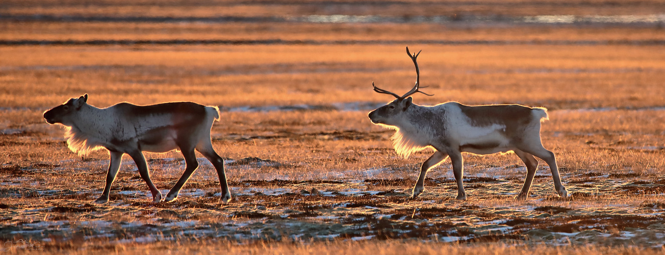 You know Dasher and Dancer and Prancer and Vixen...