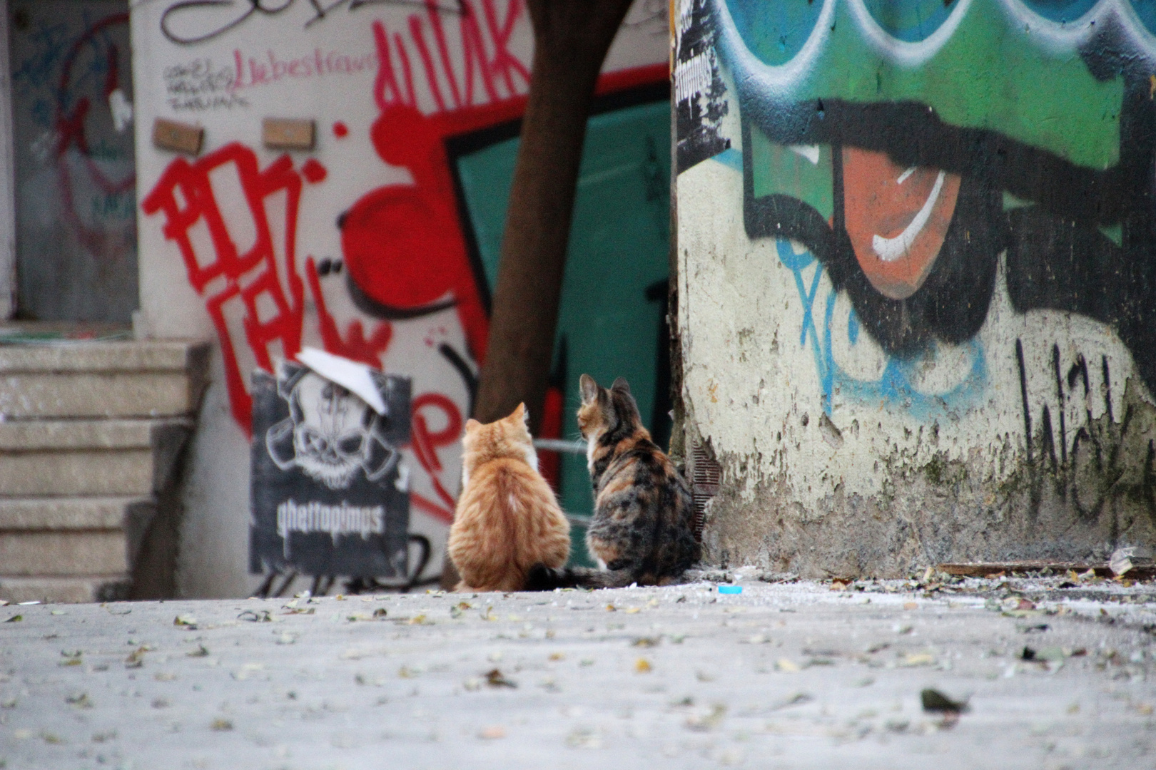 You know the plan? Streetcats of Istanbul