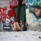 You know the plan? Streetcats of Istanbul