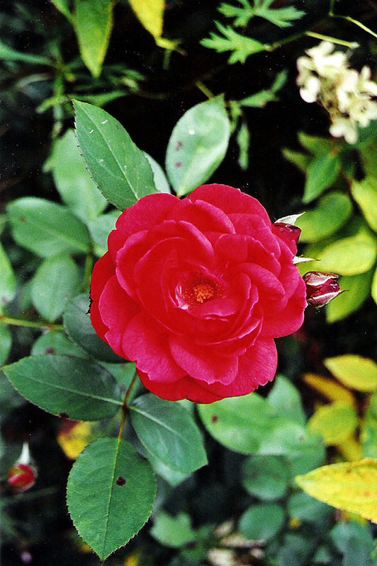 you, rose of my garden